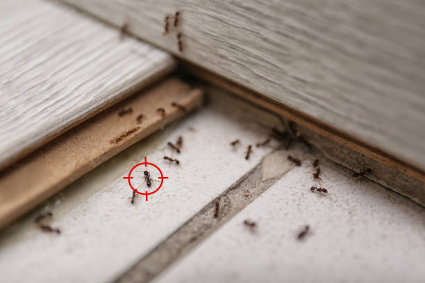 Laurel Hill, NC Pest Control Company