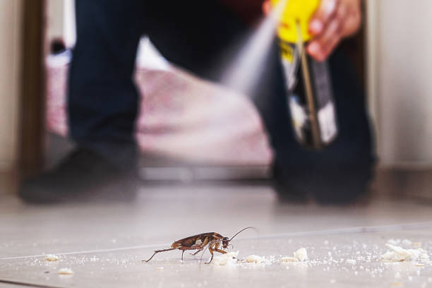 Best Wasp Removal Services  in Laurel Hill, NC